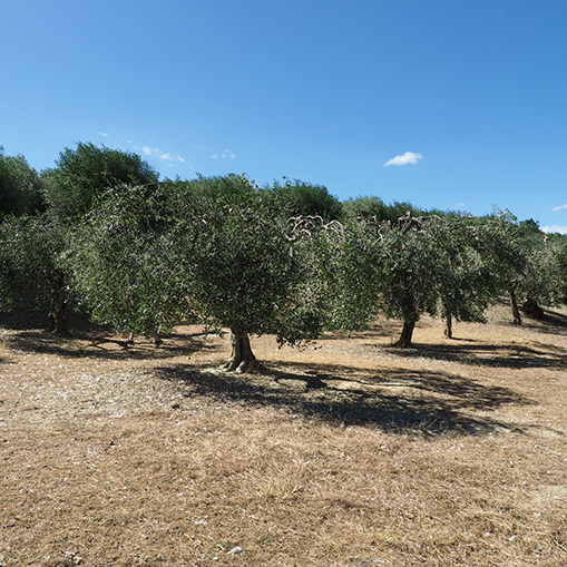 oliveti azienda monelletta perugia