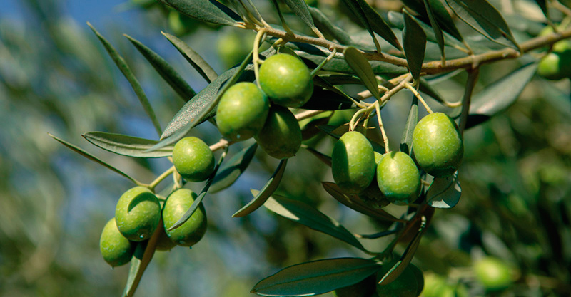 vendita olio di oliva perugia