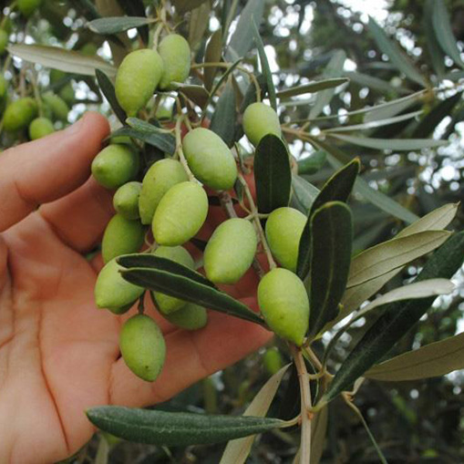 vendita olio di oliva